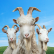 Goat Simulator 3 1.0.8.0 [Patched]