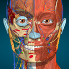 Anatomy Learning 3D Anatomy Atlas 2.1.413 [Free Shopping]