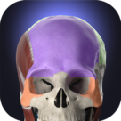 Anatomyka 3D Anatomy Atlas 2.6.0 [Unlocked]